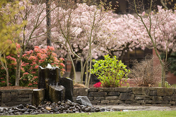 The foreground features the Chemeketa Peace Fountain, a fountain made up of several vertical-aligned rocks with water cascading down them onto a pool of flatter rocks. A rock wall is behind the fountain, and beyond that, various varieties of shrubs and trees in spring bloom.
